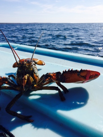 A lobster saying "hello" during sea sampling in Marie Joseph, NS