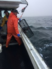 Long time Lobster Recruitment participant, Randy Boutilier, and his crew on a sea-sampling day in Tangier, NS