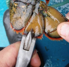 V-notching a lobster in LFA 32